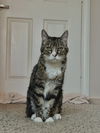 adoptable Cat in  named Lavender