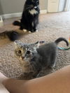 adoptable Cat in  named Dorito