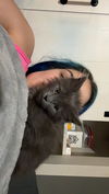 adoptable Cat in  named Frito