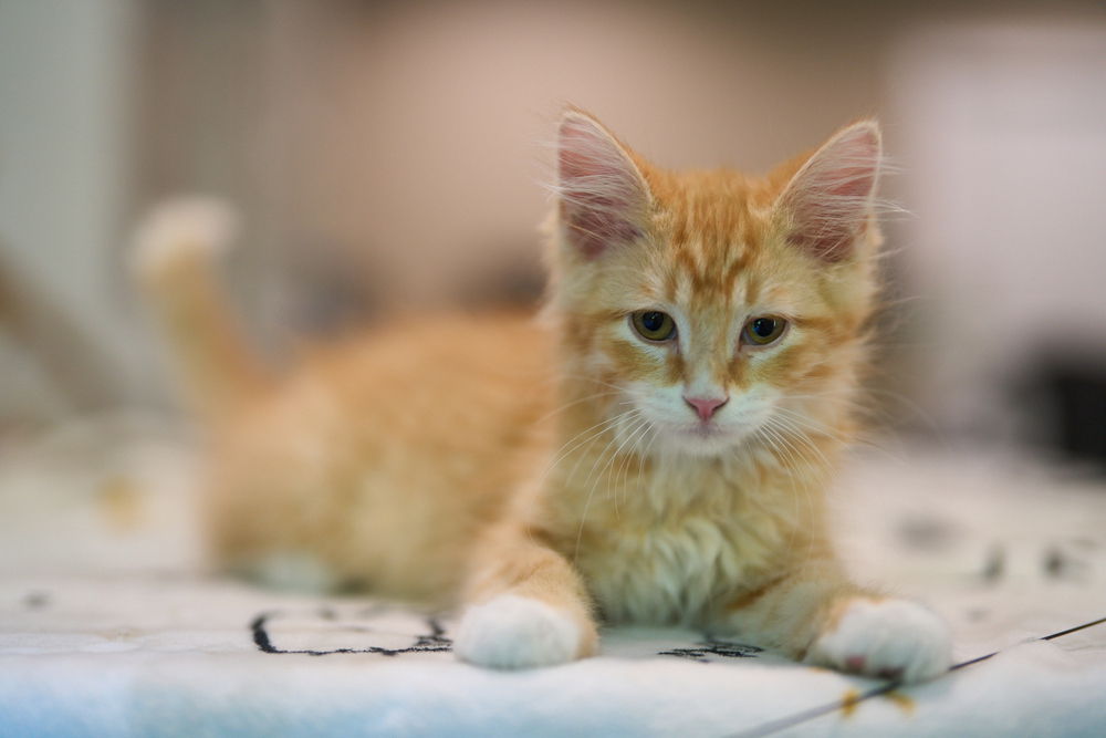 adoptable Cat in O Fallon, MO named Tartellete