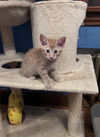 adoptable Cat in ,  named Twinkie