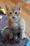 adoptable Cat in ,  named Churro