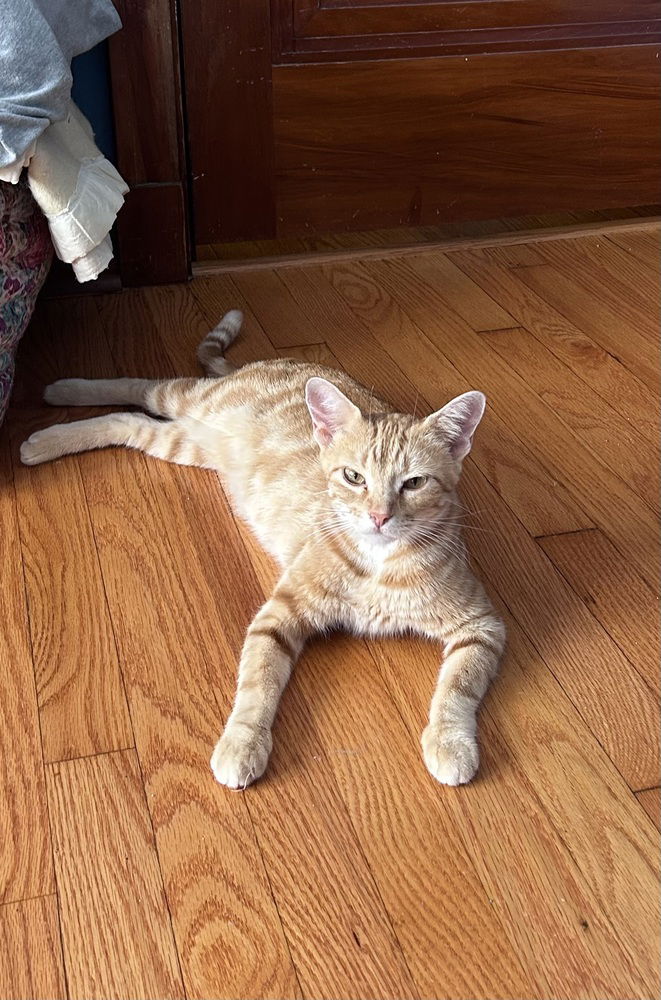 adoptable Cat in O Fallon, MO named Carmela