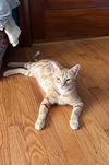 adoptable Cat in  named Carmela
