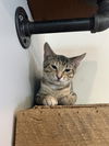 adoptable Cat in  named Lucy