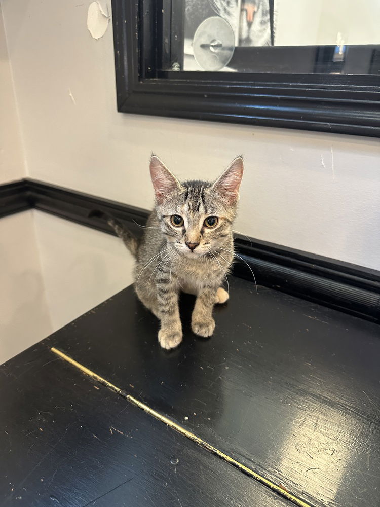 adoptable Cat in O Fallon, MO named Noelle