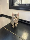 adoptable Cat in  named Noelle