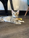 adoptable Cat in  named Nevaeh