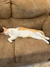 Peach - Photo 1