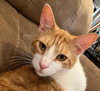 Peach - Photo 2