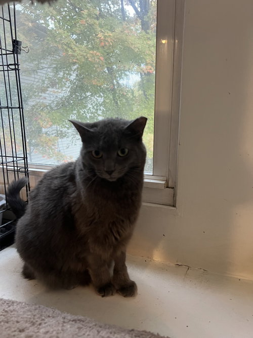 picture of the cat needing adoption