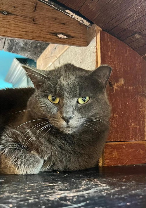 picture of the cat needing adoption