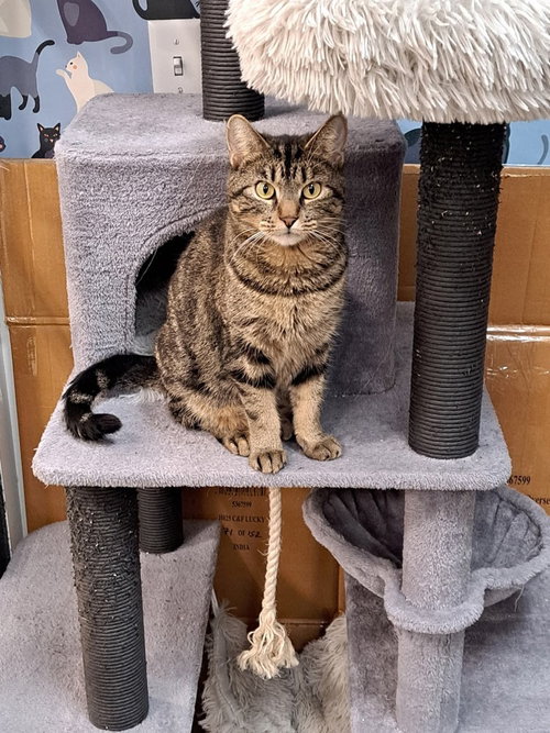 LOVELY RITA - Domestic Short Hair available for adoption