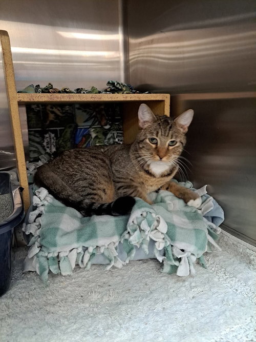 SALLY BROWN - Domestic Short Hair available for adoption