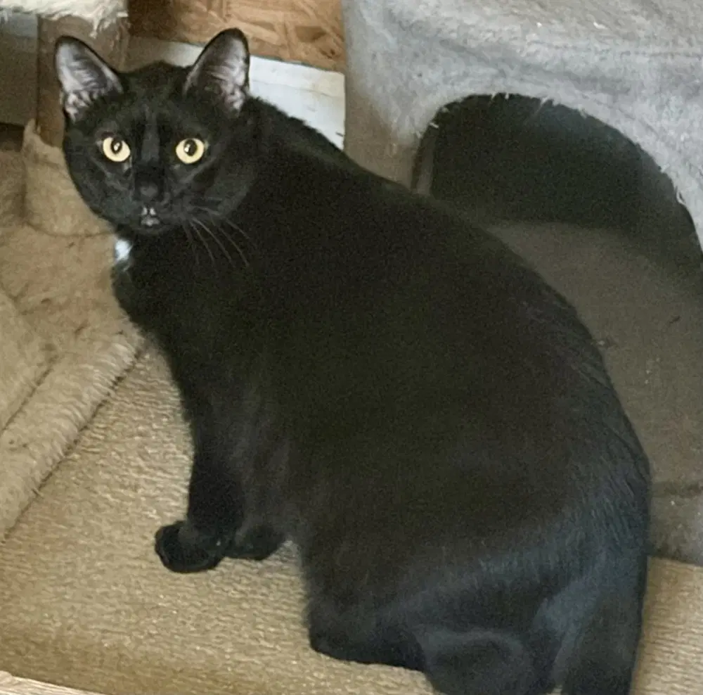 Luna - Domestic Short Hair