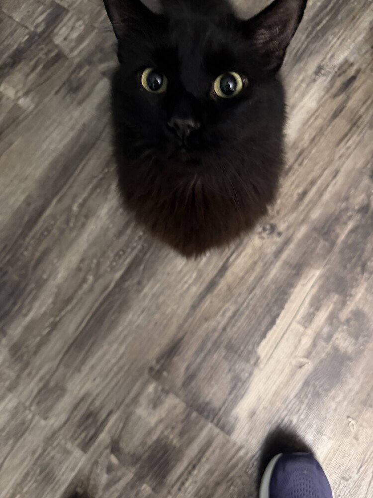 Kevin Image