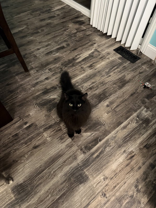 Kevin