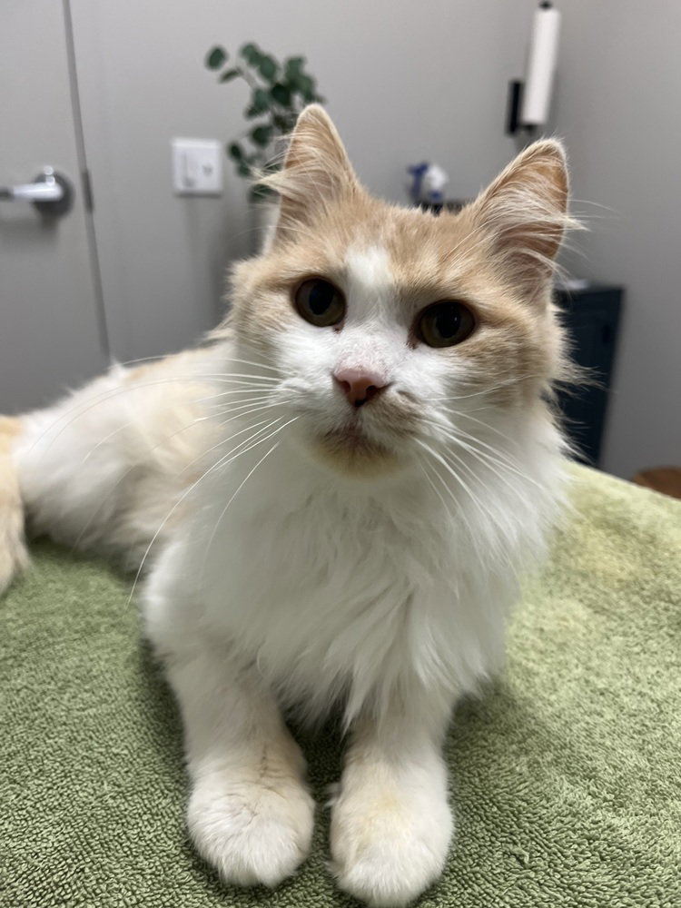 Peaches Image
