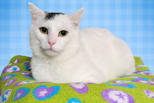 Nicholas, Adult Domestic Short Hair (short coat), cat for adoption in St. Peters, Missouri