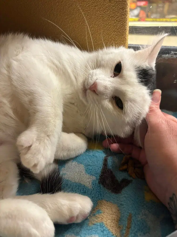 Nicholas - Domestic Short Hair