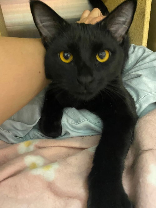 picture of the cat needing adoption