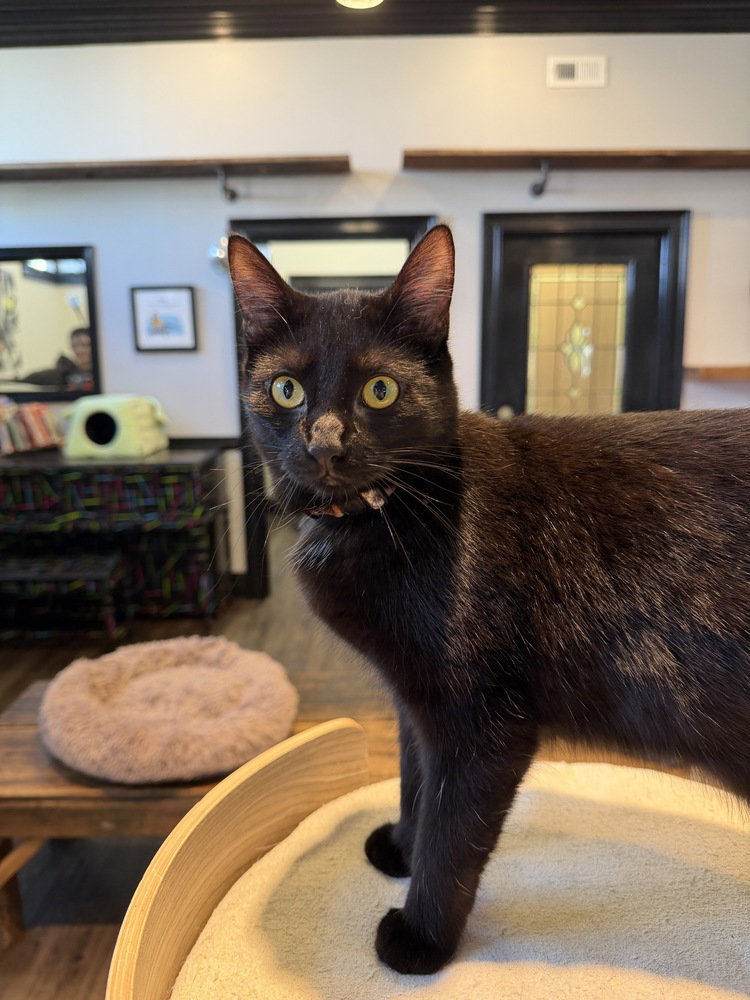 Tessa