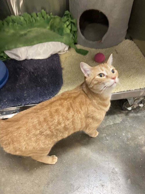 Tiger, Adult Domestic Short Hair / Mixed (short coat), cat for adoption in St. Peters, Missouri