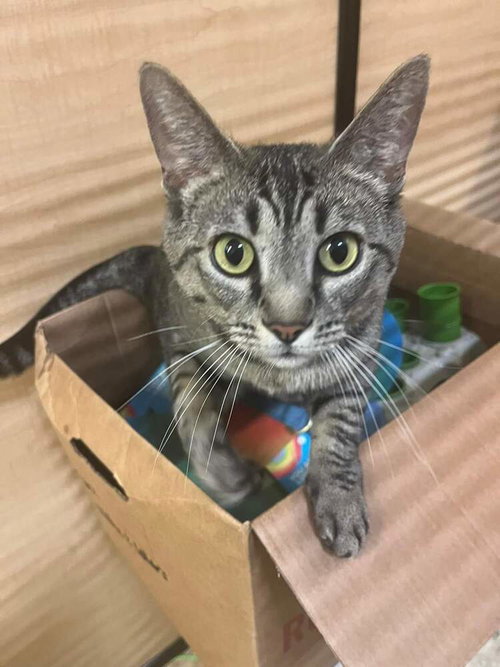 Dory, Adult Domestic Short Hair (short coat), cat for adoption in St. Peters, Missouri