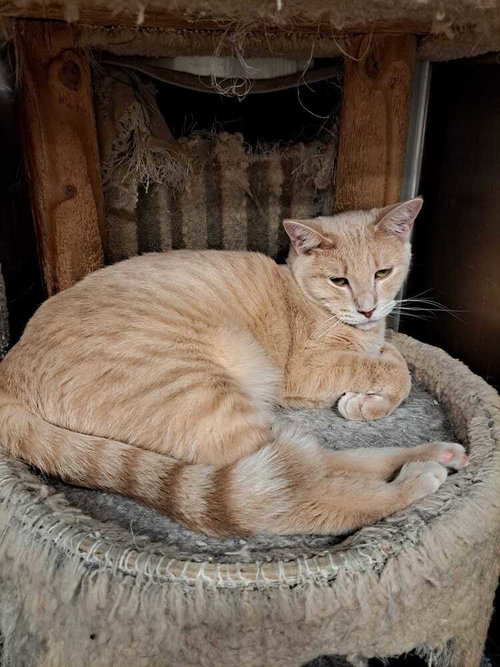 Landon, Adult Domestic Short Hair (short coat), cat for adoption in St. Peters, Missouri