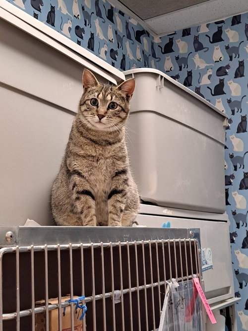 Mustang Sally, an adoptable Domestic Short Hair in O'Fallon, MO
