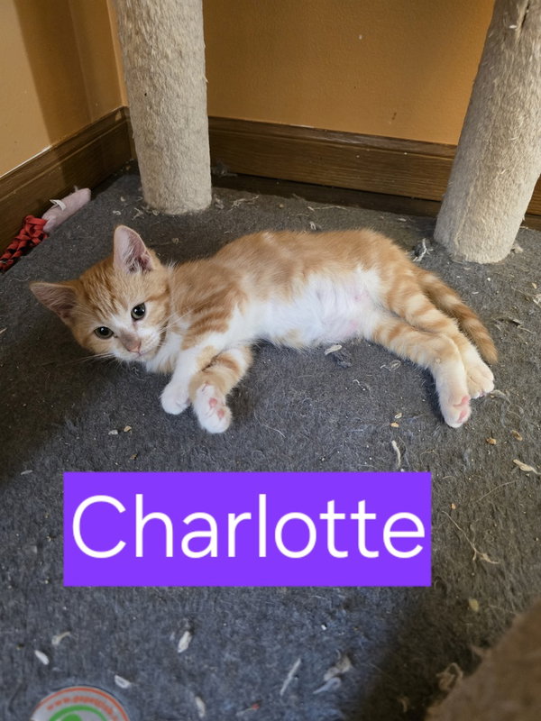 Charlotte