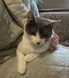 Rosie - Photo 1