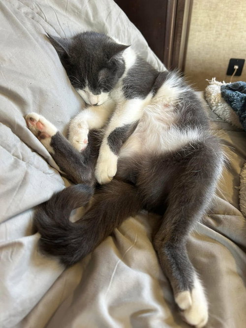 ROSIE - Domestic Short Hair available for adoption