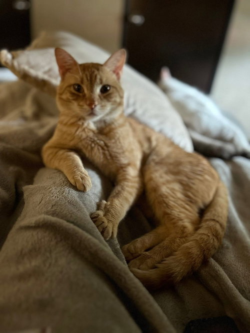 Ollie, an adoptable Domestic Short Hair in O'Fallon, MO