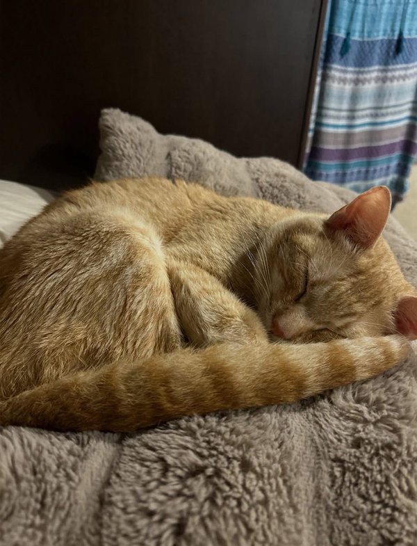 Ollie