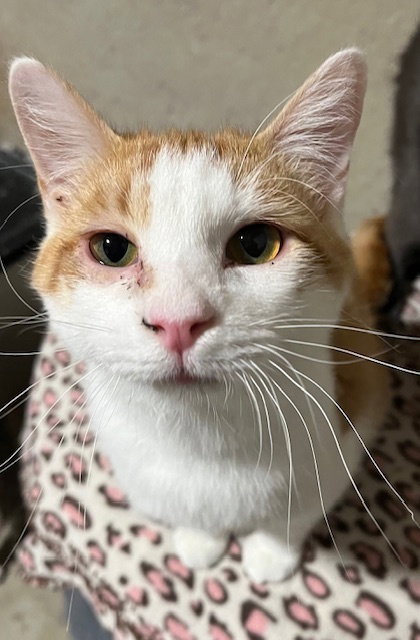 Tater