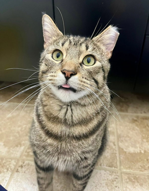 Simon