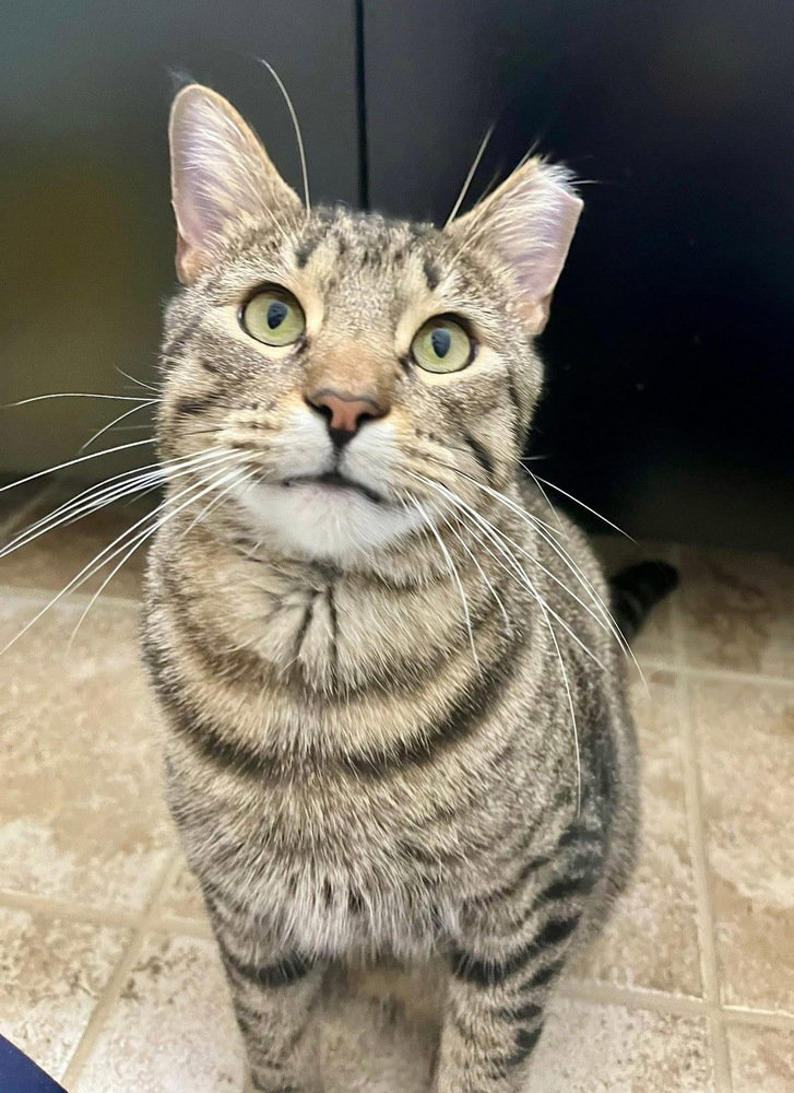 Simon