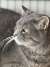 Felix - Photo 1