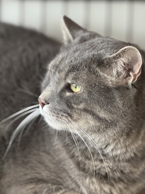 Felix, Adult Domestic Short Hair, cat for adoption in St. Peters, Missouri