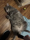 Felix - Photo 4