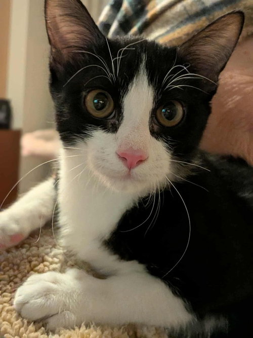 Turbo, an adoptable Domestic Short Hair in O'Fallon, MO