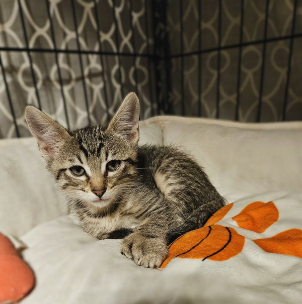 Ezra