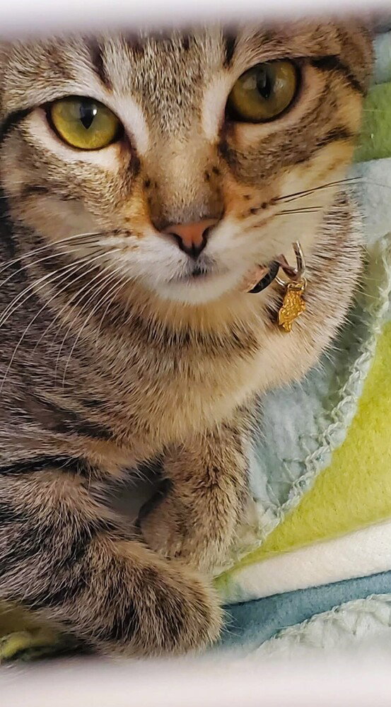 Evie