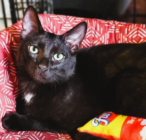 Edgar, an adoptable Domestic Short Hair in O'Fallon, MO