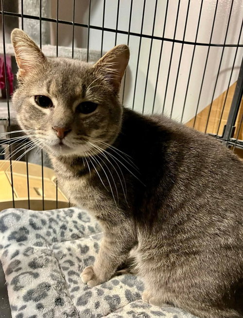 MILES - Domestic Short Hair available for adoption