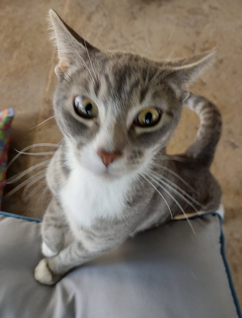 Casper, an adoptable Domestic Short Hair in O'Fallon, MO