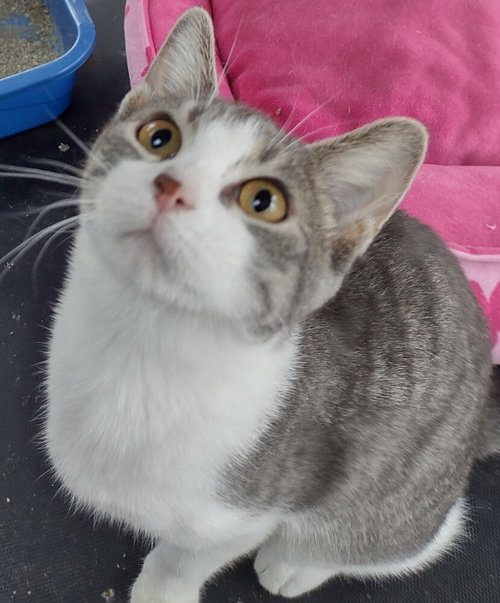 Angel, Baby Domestic Short Hair (short coat), cat for adoption in St. Peters, Missouri
