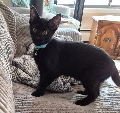 Beef, an adoptable Domestic Short Hair in O'Fallon, MO