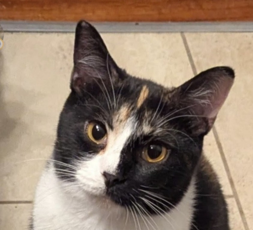 Cali #14345DG, Adult Calico / Mixed (short coat), cat for adoption in St. Peters, Missouri